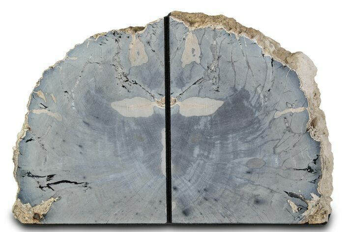 Tall Petrified Wood Bookends - Sweet Home, Oregon #382161